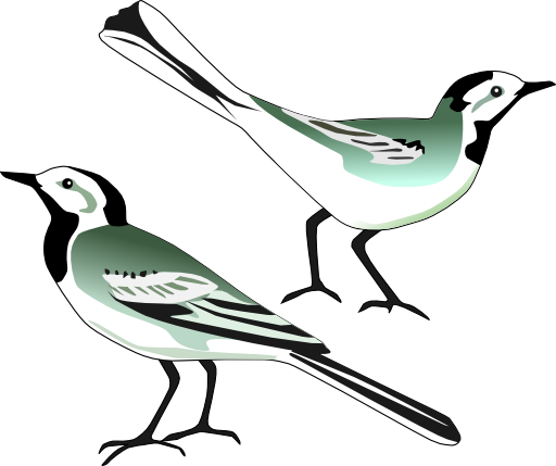 White Wagtail