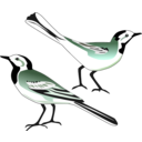 White Wagtail