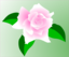 Pink Rose