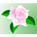 Pink Rose