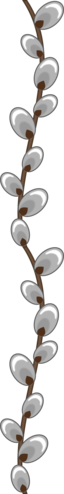 Willow Buds