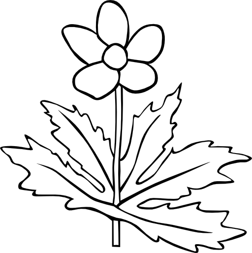 Gg Anemone Canadensis