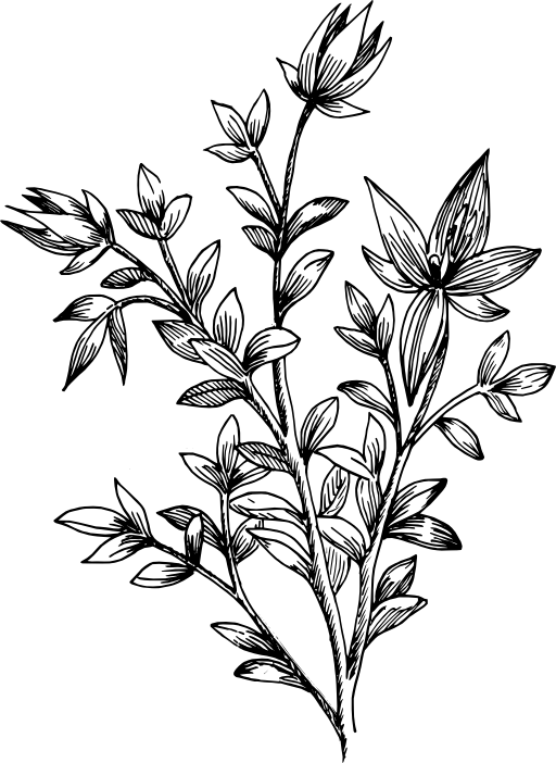 Rhatany
