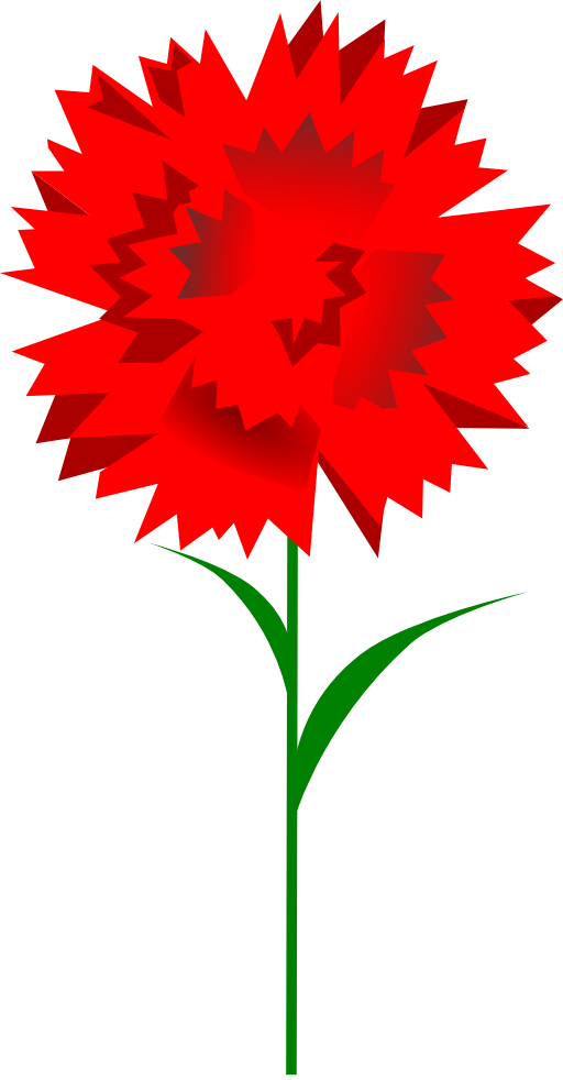 Carnation