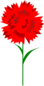 Carnation