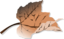 Brown Leaf
