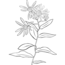 download Aster Conspicuus clipart image with 135 hue color