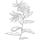 download Aster Conspicuus clipart image with 225 hue color