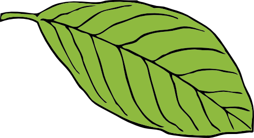 Oval Leaf