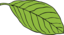 Oval Leaf