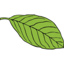 Oval Leaf