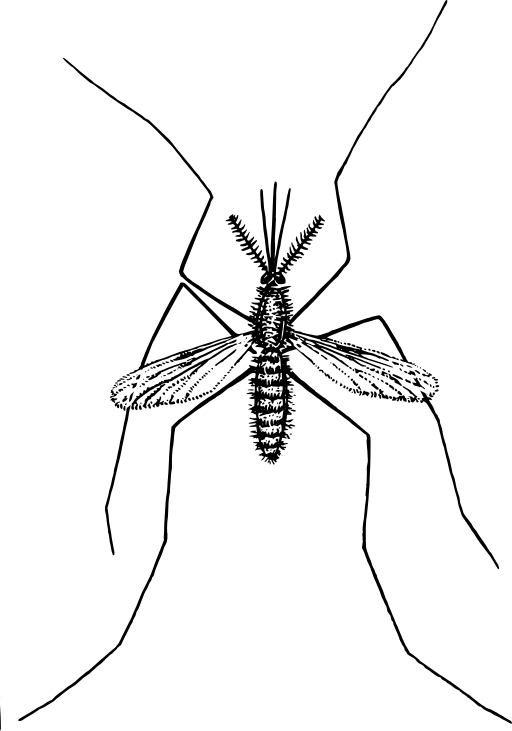 Mosquito