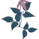 download Clematis Occidentalis clipart image with 90 hue color