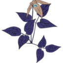 download Clematis Occidentalis clipart image with 135 hue color