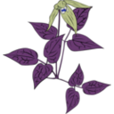 download Clematis Occidentalis clipart image with 180 hue color