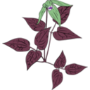 download Clematis Occidentalis clipart image with 225 hue color