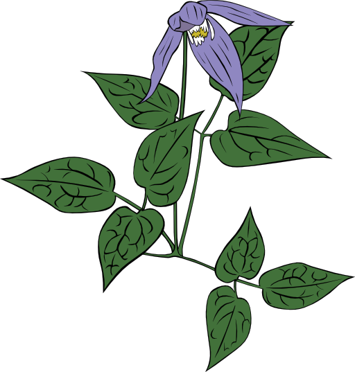 Clematis Occidentalis