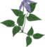Clematis Occidentalis
