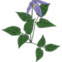 Clematis Occidentalis