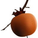 Ripe Persimmon