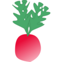 Radish