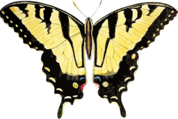 Papilio Glaucus