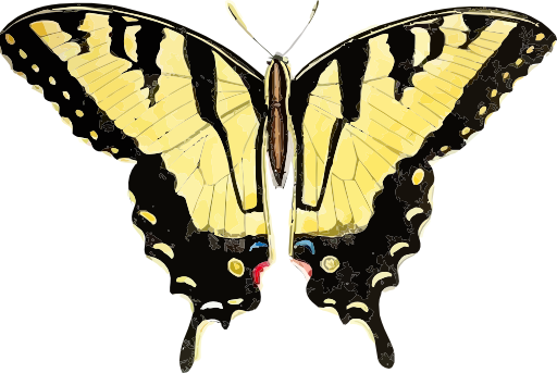 Papilio Glaucus