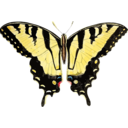download Papilio Glaucus clipart image with 0 hue color