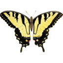 Papilio Glaucus