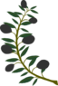 Olive Branch Black Olive