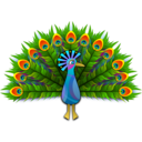 Peacock