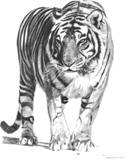 Bengal Tiger