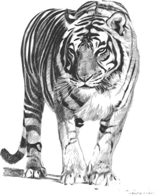 Bengal Tiger