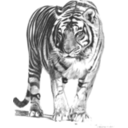 Bengal Tiger