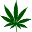 Cannabis