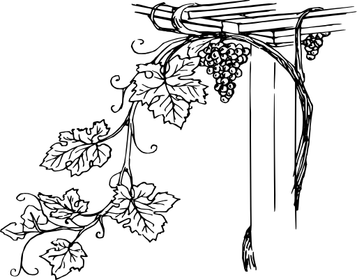 Grapevine 2