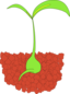 Seedling