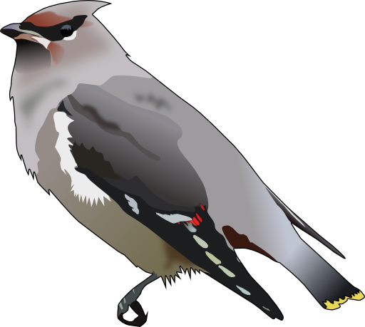 Bohemian Waxwing