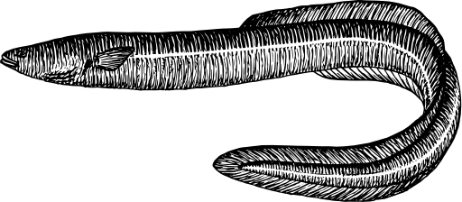 Eel