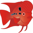 Flowerhorn Fish 2