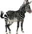 Cebra