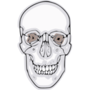 download Digitalized Human Skull clipart image with 180 hue color