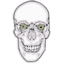 download Digitalized Human Skull clipart image with 225 hue color