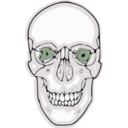 download Digitalized Human Skull clipart image with 270 hue color
