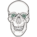 download Digitalized Human Skull clipart image with 315 hue color