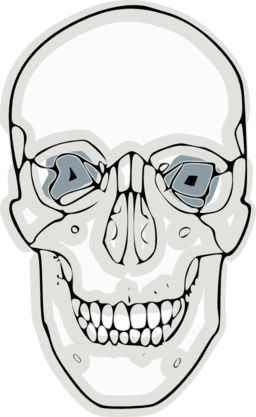 Digitalized Human Skull