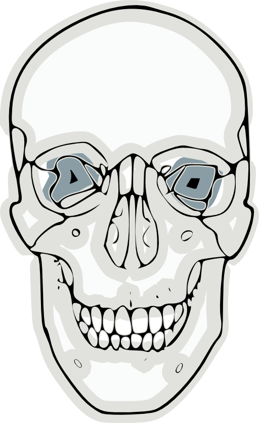 Digitalized Human Skull