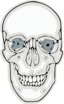 Digitalized Human Skull