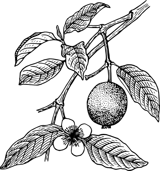 Guava
