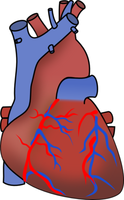 Human Heart